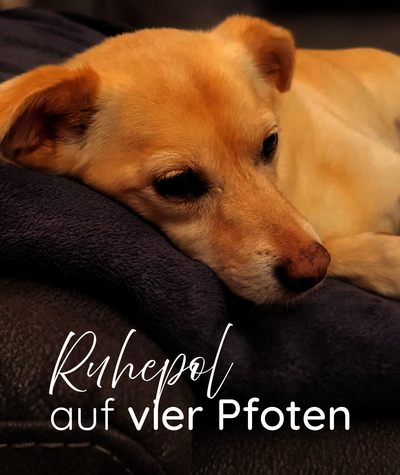 Hund entspannt sich in seinem Bett