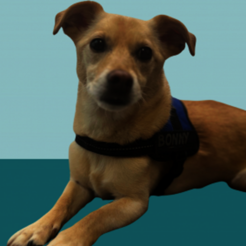 Recura Akademie Therapiehund Bonny